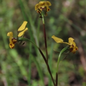 Diuris nigromontana at Bruce, ACT - 16 Oct 2021