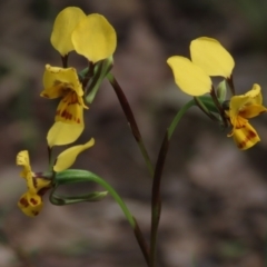 Diuris nigromontana at Bruce, ACT - 16 Oct 2021