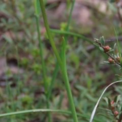 Diuris nigromontana at Bruce, ACT - 16 Oct 2021