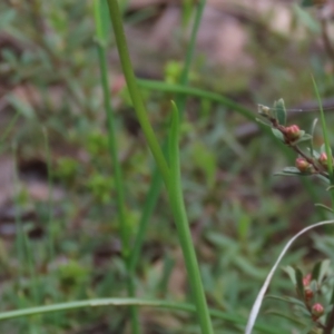 Diuris nigromontana at Bruce, ACT - 16 Oct 2021