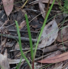 Diuris nigromontana at Bruce, ACT - 16 Oct 2021