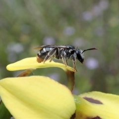 Lipotriches (Austronomia) ferricauda (Halictid bee) at Tennent, ACT - 18 Oct 2021 by CathB