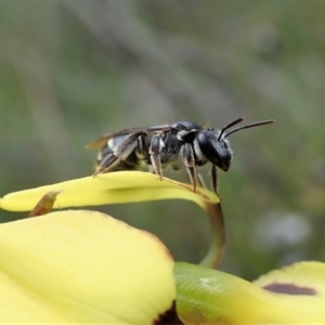 Lipotriches (Austronomia) ferricauda at Tennent, ACT - 18 Oct 2021