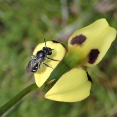 Lipotriches (Austronomia) ferricauda at Tennent, ACT - 18 Oct 2021