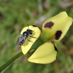 Lipotriches (Austronomia) ferricauda at Tennent, ACT - 18 Oct 2021 12:13 PM