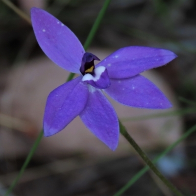 Glossodia major (Wax Lip Orchid) at Bruce Ridge to Gossan Hill - 15 Oct 2021 by AndyRoo
