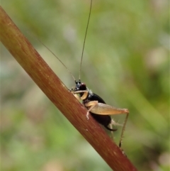 Trigonidium australiana (Leaf running cricket) at Namadgi National Park - 18 Oct 2021 by CathB