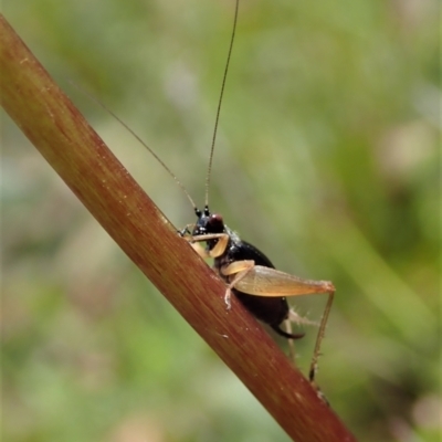 Trigonidium australiana (Leaf running cricket) at Tennent, ACT - 18 Oct 2021 by CathB