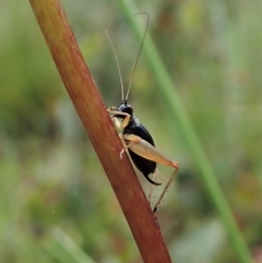 Trigonidium australiana at Tennent, ACT - 18 Oct 2021