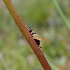 Trigonidium australiana at Tennent, ACT - 18 Oct 2021 12:12 PM