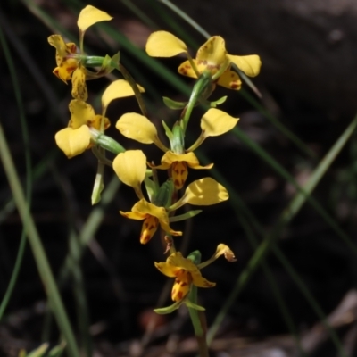 Diuris nigromontana (Black Mountain Leopard Orchid) at Gossan Hill - 15 Oct 2021 by AndyRoo