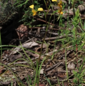 Diuris nigromontana at Bruce, ACT - suppressed