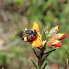 Unverified Bee (Hymenoptera, Apiformes) at Tennent, ACT - 18 Oct 2021 by CathB