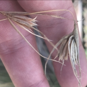 Themeda triandra at Mount Clear, ACT - 17 Oct 2021