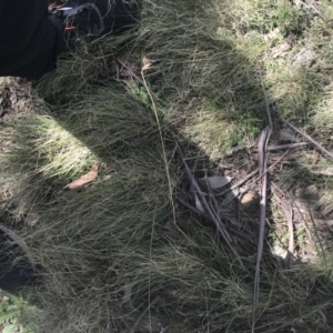 Themeda triandra at Mount Clear, ACT - 17 Oct 2021