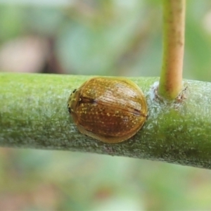 Paropsisterna cloelia at Tennent, ACT - 18 Oct 2021