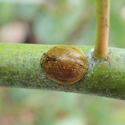 Paropsisterna cloelia (Eucalyptus variegated beetle) at Namadgi National Park - 18 Oct 2021 by CathB