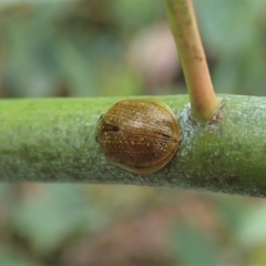 Paropsisterna cloelia at Tennent, ACT - 18 Oct 2021