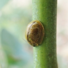 Paropsisterna cloelia at Tennent, ACT - 18 Oct 2021