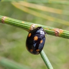 Paropsisterna octosignata (Eucalyptus leaf beetle) at Tennent, ACT - 18 Oct 2021 by CathB