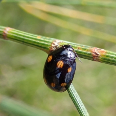 Paropsisterna octosignata (Eucalyptus leaf beetle) at Namadgi National Park - 18 Oct 2021 by CathB