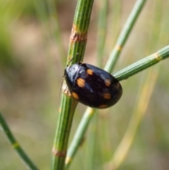 Paropsisterna octosignata at Tennent, ACT - 18 Oct 2021