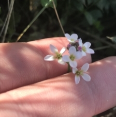 Cardamine sp. (Bittercress) at Mount Clear, ACT - 17 Oct 2021 by Tapirlord