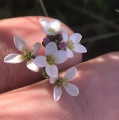 Cardamine sp. at Mount Clear, ACT - 17 Oct 2021