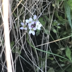 Cardamine sp. at Mount Clear, ACT - 17 Oct 2021