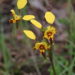 Diuris nigromontana (Black Mountain Leopard Orchid) at Bruce, ACT - 16 Oct 2021 by AndyRoo