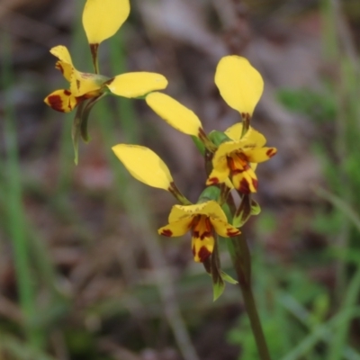 Diuris nigromontana (Black Mountain Leopard Orchid) at Bruce Ridge to Gossan Hill - 16 Oct 2021 by AndyRoo