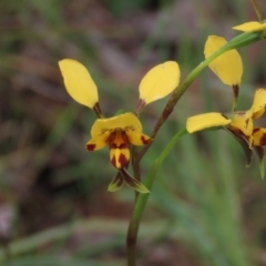 Diuris nigromontana at Bruce, ACT - 16 Oct 2021