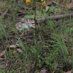 Diuris nigromontana at Bruce, ACT - 16 Oct 2021