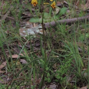 Diuris nigromontana at Bruce, ACT - suppressed