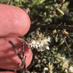 Acrothamnus hookeri (Mountain Beard Heath) at Namadgi National Park - 17 Oct 2021 by Tapirlord