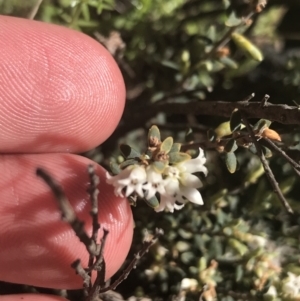 Acrothamnus hookeri at Mount Clear, ACT - 17 Oct 2021