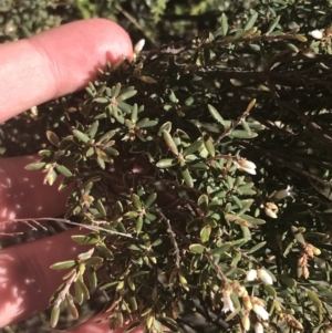 Acrothamnus hookeri at Mount Clear, ACT - 17 Oct 2021