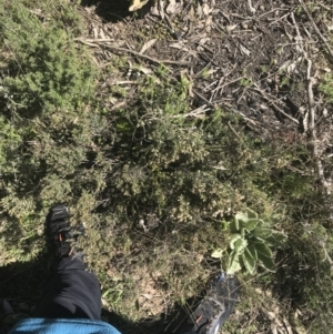 Acrothamnus hookeri at Mount Clear, ACT - 17 Oct 2021