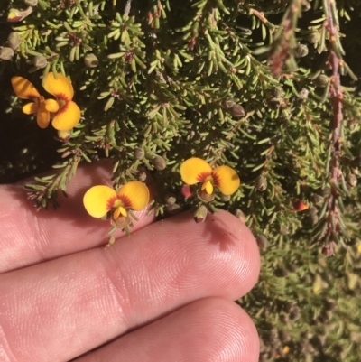 Dillwynia prostrata (Matted Parrot-pea) at Namadgi National Park - 17 Oct 2021 by Tapirlord