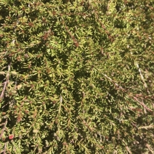Dillwynia prostrata at Mount Clear, ACT - 17 Oct 2021