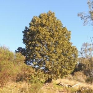 Brachychiton populneus subsp. populneus at Theodore, ACT - 22 Sep 2021