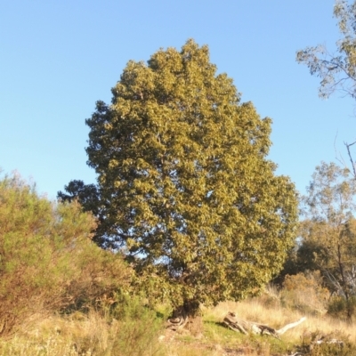 Brachychiton populneus (Kurrajong) at Tuggeranong Hill - 22 Sep 2021 by michaelb