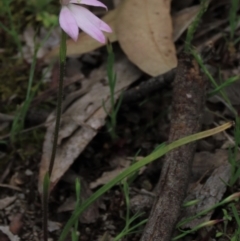 Caladenia carnea (Pink Fingers) at Bruce Ridge to Gossan Hill - 16 Oct 2021 by AndyRoo