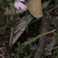 Caladenia carnea (Pink Fingers) at Gossan Hill - 16 Oct 2021 by AndyRoo