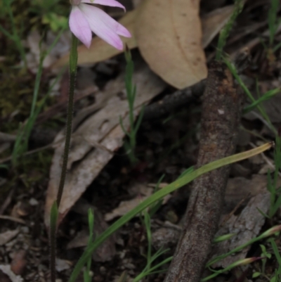 Caladenia carnea (Pink Fingers) at Bruce Ridge to Gossan Hill - 16 Oct 2021 by AndyRoo