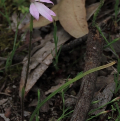 Caladenia carnea (Pink Fingers) at Gossan Hill - 16 Oct 2021 by AndyRoo