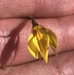 Diuris subalpina at Mount Clear, ACT - 17 Oct 2021