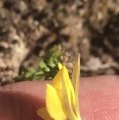 Diuris subalpina at Mount Clear, ACT - 17 Oct 2021