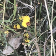 Bossiaea riparia at Namadgi National Park - 17 Oct 2021 by Tapirlord