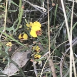 Bossiaea riparia at Mount Clear, ACT - 17 Oct 2021
